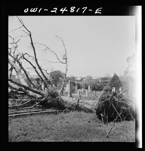 San Augustine, Texas. Tree in the cemetery which was uprooted during March tornado