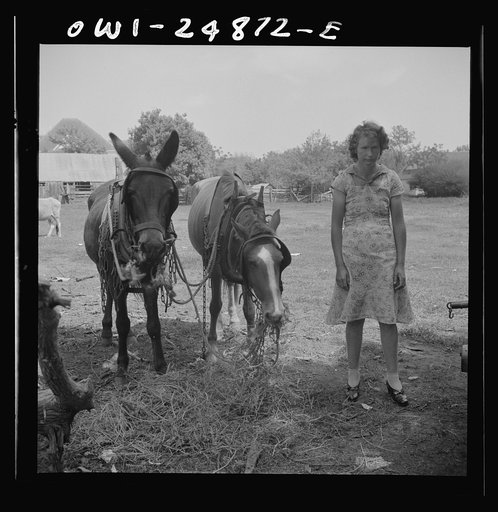 San Augustine, Texas. Farm girl with a mule team behind the courthouse on Saturday afternoon