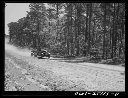 Untitled photo, possibly related to: Nacogdoches County, Texas. Stand of pine from which pulp for Southland papermill is taken