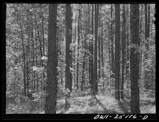 Nacogdoches County, Texas. Stand of pine from which pulp for Southland papermill is taken
