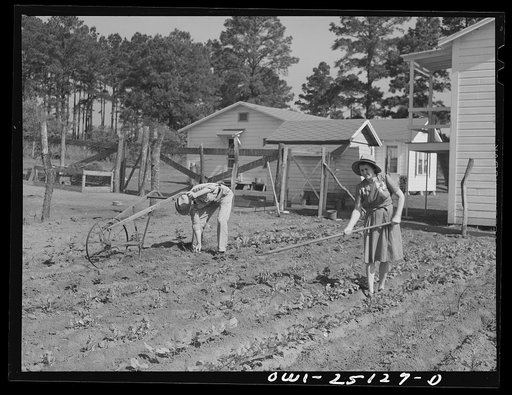 Untitled photo, possibly related to: San Augustine, Texas. Jim Halberd [i.e., Halbert], the sheriff, with his wife working in their garden