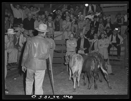 San Augustine, Texas. Cattle for sale at the Monday afternoon livestock auction