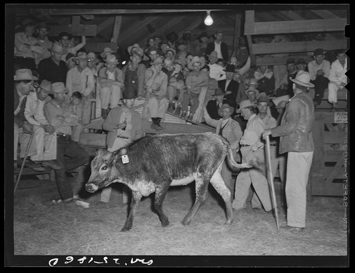 Untitled photo, possibly related to: San Augustine, Texas. Cattle for sale at the Monday afternoon livestock auction
