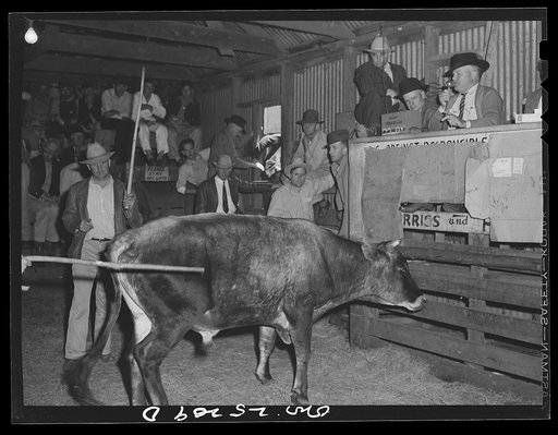 San Augustine, Texas. A bull for sale at the livestock auction