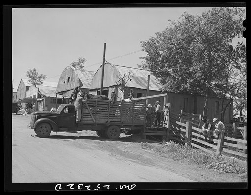 San Augustine, Texas. Livestock being unloaded into pens for the Monday auction