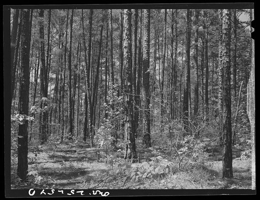 Untitled photo, possibly related to: Nacogdoches County, Texas. Stand of pine from which pulp for Southland papermill is taken