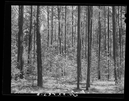Untitled photo, possibly related to: Nacogdoches County, Texas. Stand of pine from which pulp for Southland papermill is taken