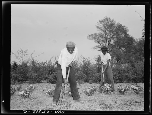 Untitled photo, possibly related to: Manpower storage is so acute in Washington, D.C. that for the first time in history, Negro women are now employed as gardners in the rose garden of the Botanical Gardens--one of the beauty spots of the nation's capital