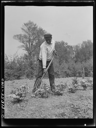 Untitled photo, possibly related to: Manpower storage is so acute in Washington, D.C. that for the first time in history, Negro women are now employed as gardners in the rose garden of the Botanical Gardens--one of the beauty spots of the nation's capital