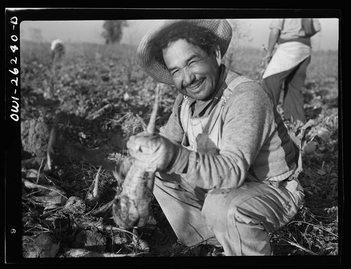 Stockton (vicinity), California. Mexican agricultural laborer topping sugar beets