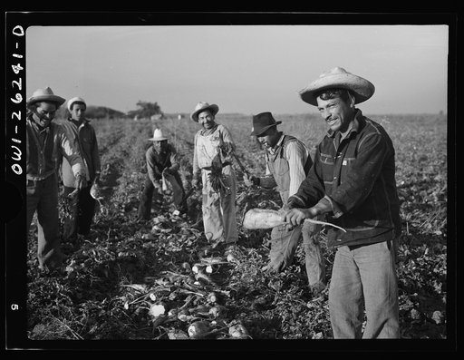 Stockton (vicinity), California. Mexican agricultural laborer topping sugar beets