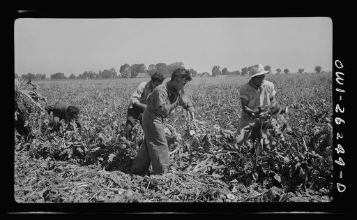 Stockton (vicinity), California. Mexican agricultural laborers harvesting sugar beets