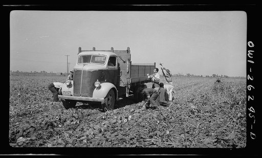 Stockton (vicinity), California. Mexican agricultural laborers throwing sugar beets into a truck