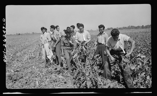 Stockton (vicinity), California. Mexican agricultural laborers topping sugar beets