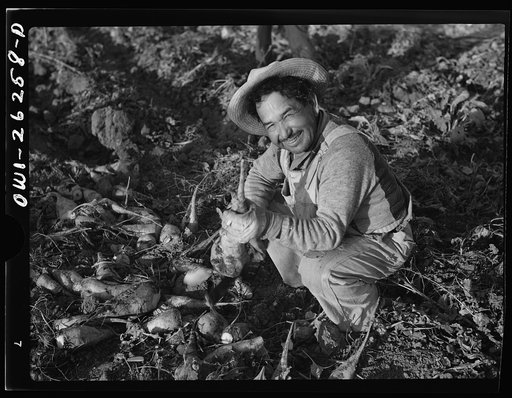 Stockton (vicinity), California. Mexican agricultural laborers topping sugar beets