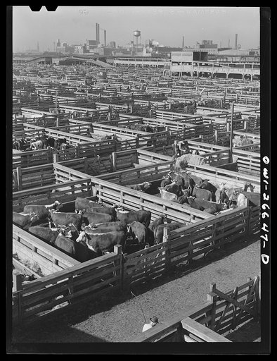 Chicago, Illinois. Union stockyards
