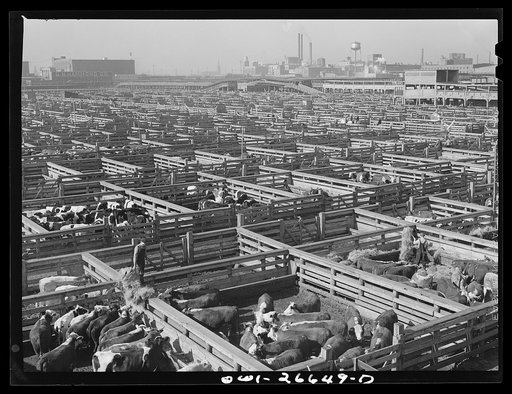 Chicago, Illinois. Union stockyards