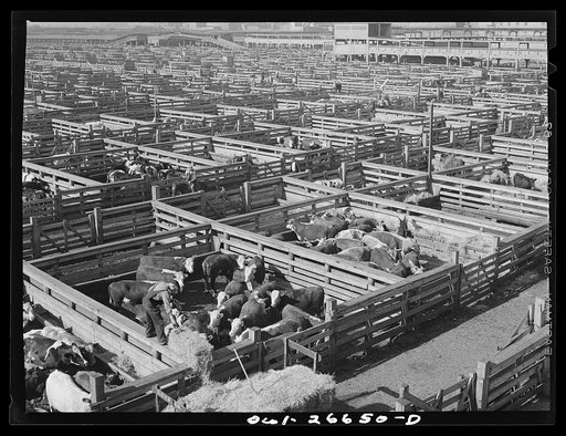 Chicago, Illinois. Union stockyard