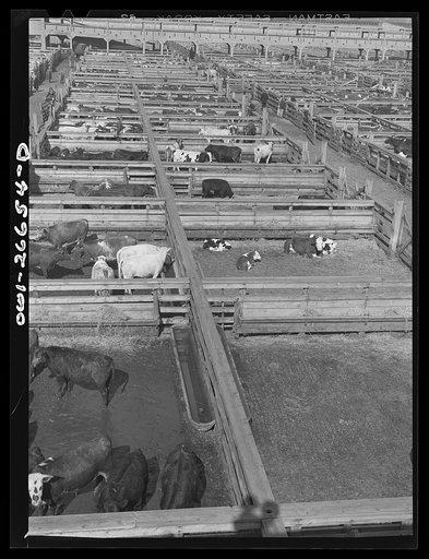 Chicago, Illinois. Union stockyards