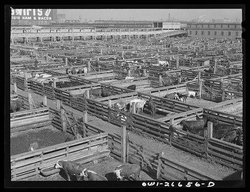 Chicago, Illinois. Union stockyards
