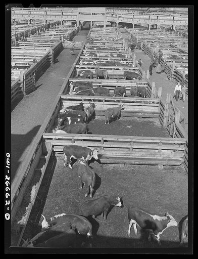 Chicago, Illinois. General view of cattle in the pens at Union stockyards
