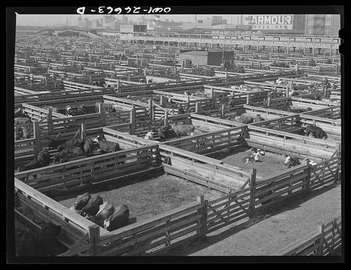 Chicago, Illinois. General view of cattle in the pens at the Union stockyards