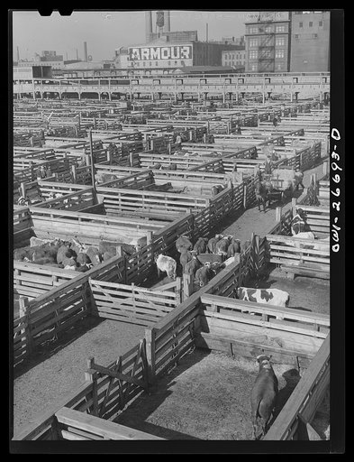 Chicago, Illinois. General view of the Union stockyards