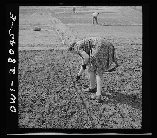 Washington, D.C. Victory gardening in the Northwest section