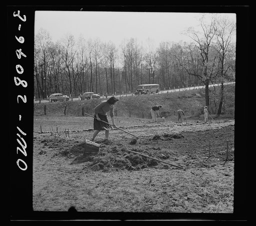 Washington, D.C. Victory gardening in the Northwest section