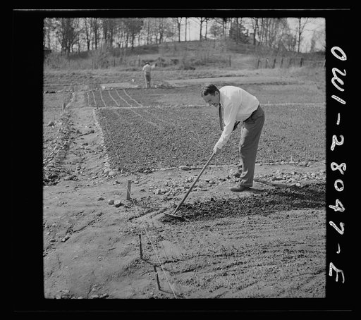 Washington, D.C. Victory gardening in the Northwest section