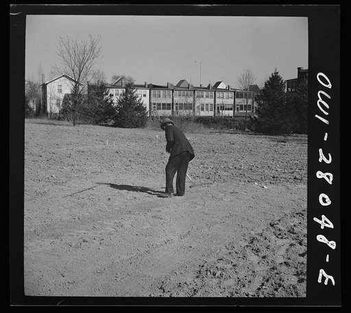 Washington, D.C. Victory gardening in the Northwest section