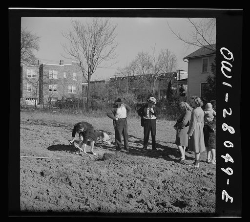 Washington, D.C. Victory gardening in the Northwest section