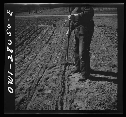 Washington, D.C. Victory gardening in the Northwest section