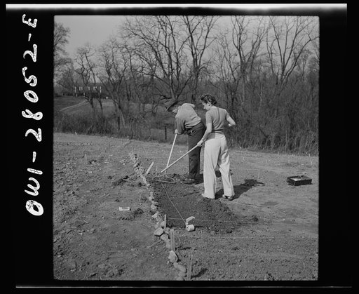 Washington, D.C. Victory gardening in the Northwest section