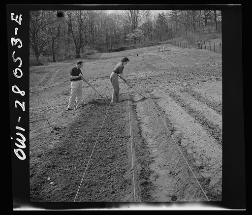 Washington, D.C. Victory gardening in the Northwest section