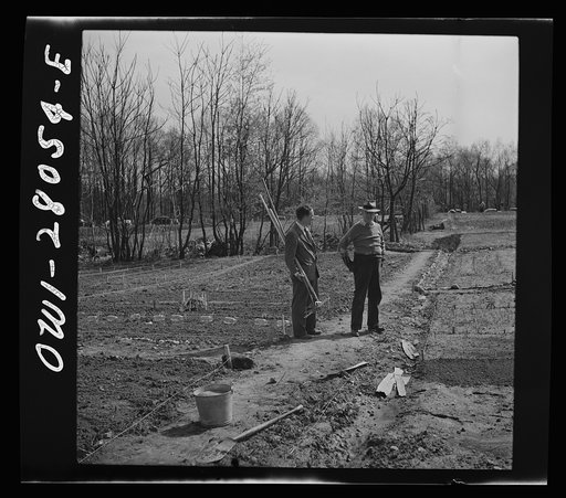 Washington, D.C. Victory gardening in the Northwest section