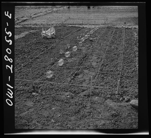 Washington, D.C. Victory gardening in the Northwest section