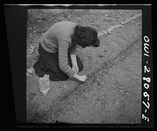 Washington, D.C. Victory gardening in the Northwest section