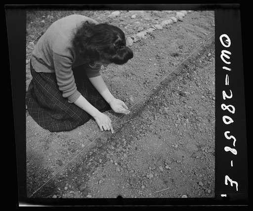 Washington, D.C. Victory gardening in the Northwest section