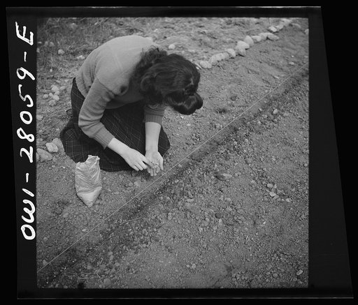 Washington, D.C. Victory gardening in the Northwest section