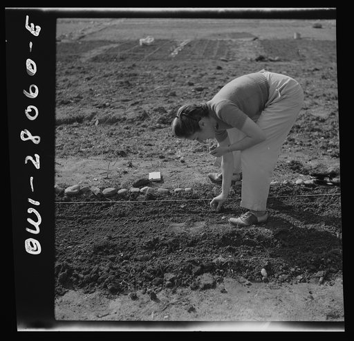 Washington, D.C. Victory gardening in the Northwest section