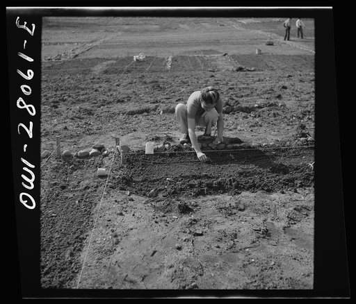 Washington, D.C. Victory gardening in the Northwest section