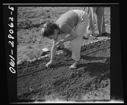 Washington, D.C. Victory gardening in the Northwest section