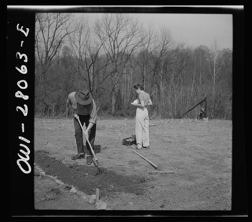 Washington, D.C. Victory gardening in the Northwest section