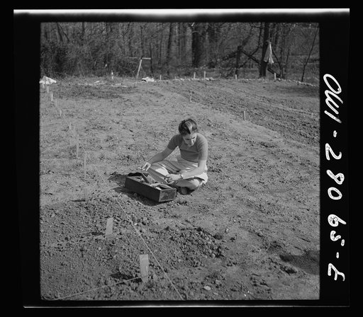 Washington, D.C. Victory gardening in the Northwest section