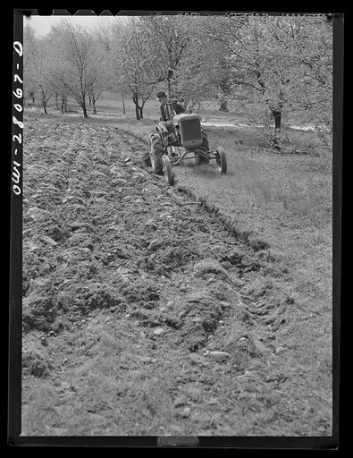 Washington, D.C. Victory gardening in the Northwest section