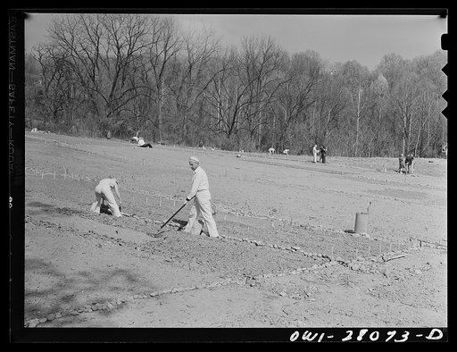Washington, D.C. Victory gardening in the Northwest section