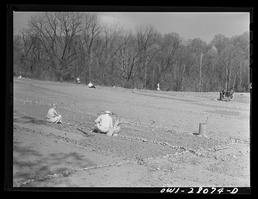 Washington, D.C. Victory gardening in the Northwest section