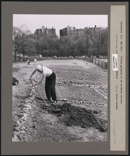 Washington, D.C. Victory gardening in the Northwest section