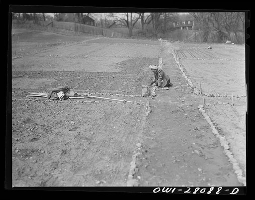 Washington, D.C. Victory gardening in the Northwest section